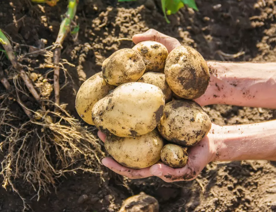 Картофите ще са по-едри и вкусни от всякога, ако 1 месец преди прибиране на реколтата ги полеете с това