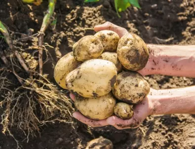 Полейте картофите само 3 пъти и дори от една леха ще приберете реколтата в чували