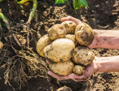 Добрата реколта от картофи зависи от тези 7 фактора