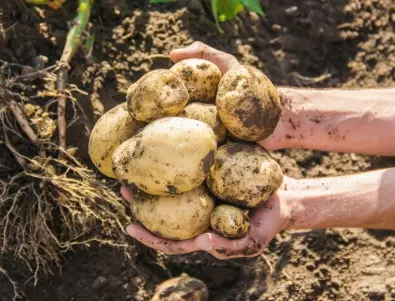 За по-богата реколта от картофи следващата година - още сега сложете това в градината 