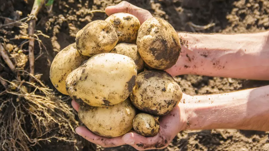 За по-богата реколта от картофи следващата година - още сега сложете това в градината 