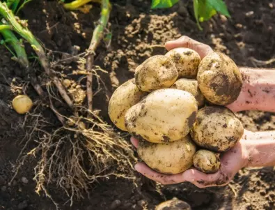 Засадете ТОВА след картофите, за да обогатите почвата