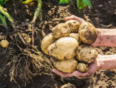 Не ги хвърляйте: Картофените обелки са експресни торове, богати на хранителни вещества