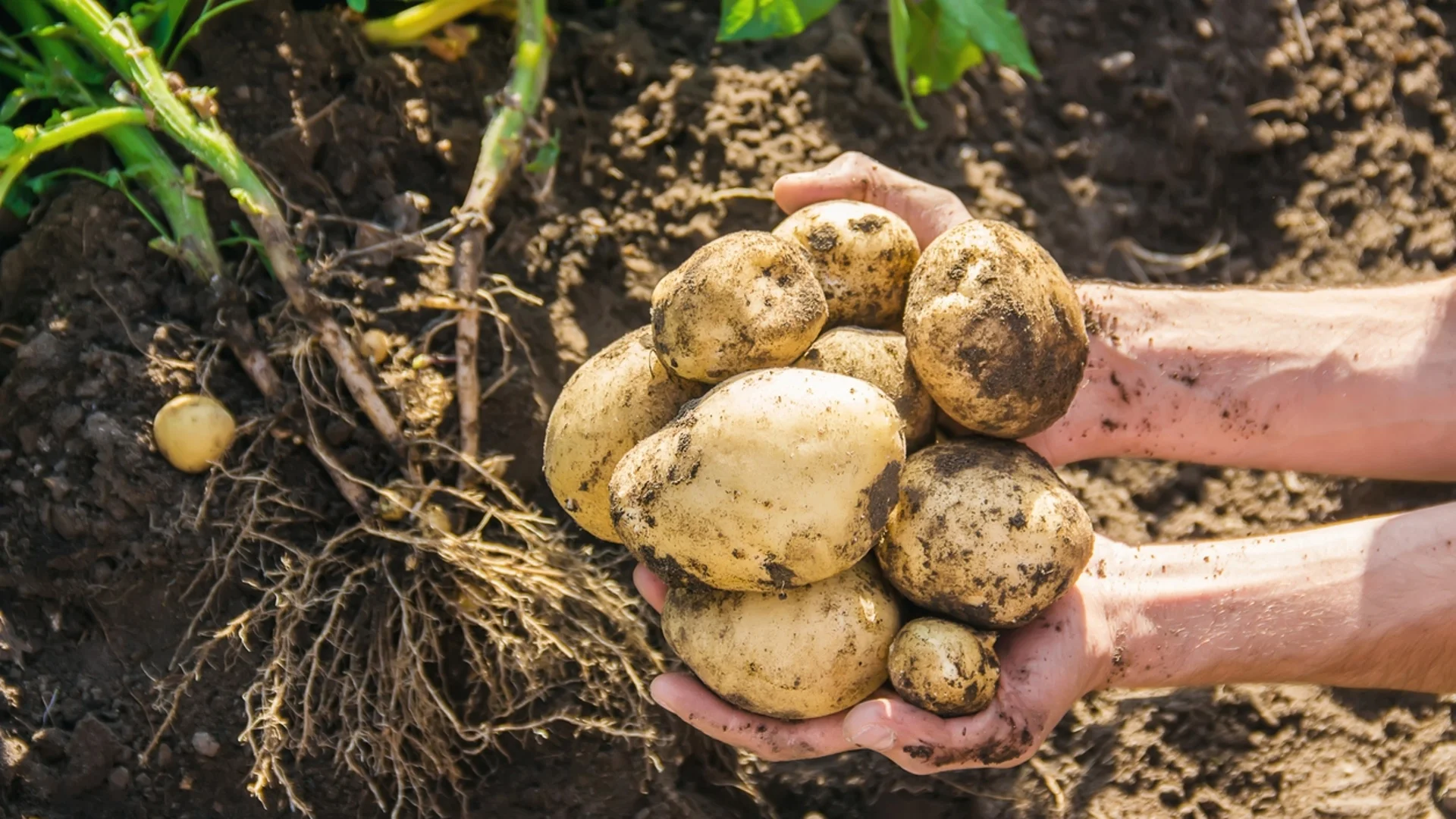 За богата реколта от картофи - опитните градинари винаги слагат това в дупката при засаждането им