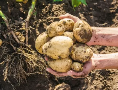 Кои са най-добрите предшественици на картофите в градината
