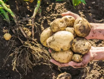 3 неща, които трябва да направите с картофите преди да ги засадите