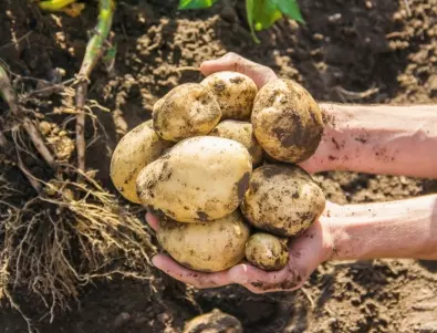 Засаждане на картофи 2024 - най-добрите дни според лунния календар