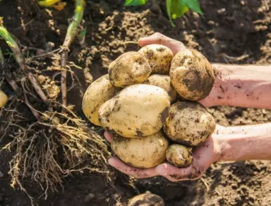 Защо опитните градинари винаги засаждат боб до картофите?