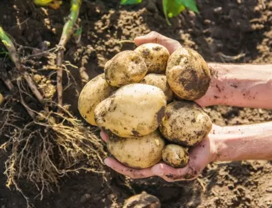 Защо опитните градинари засаждат зеле до картофите? 