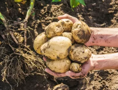 Кога е най-добре да засадите картофите