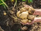 Кои тънкости при отглеждане на картофи помагат за богата реколта