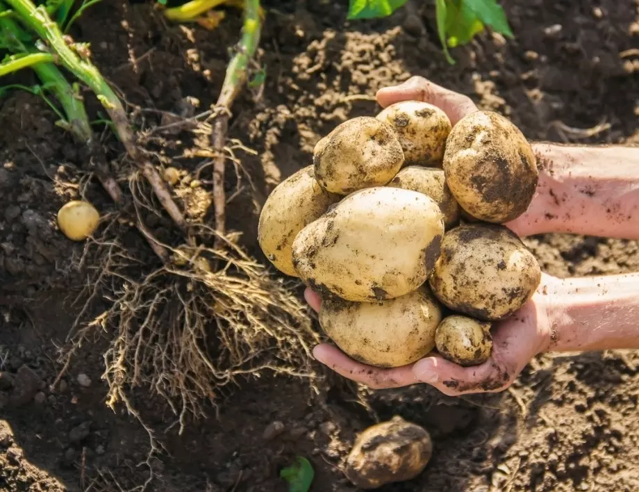 Кои тънкости при отглеждане на картофи помагат за богата реколта