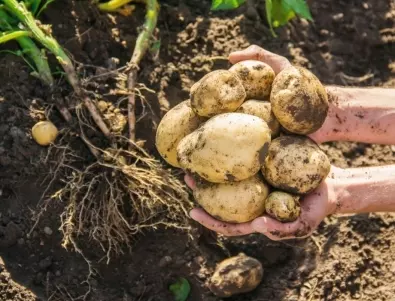 Кои грешки при засаждането на картофи могат да съсипят цялата реколта