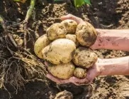 Засаждане на картофи през май 2024: Най-добрите дати