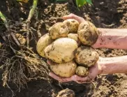 Засаждане на картофи - на каква дълбочина се прави