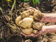 Отглеждане на картофи в кофа – методът гарантира богата реколта 