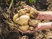 4 тайни за богата реколта от картофи, които всеки градинар трябва да знае