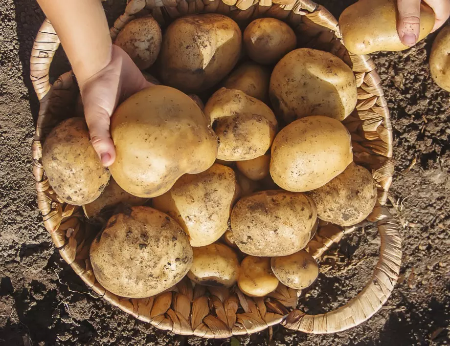Невероятна реколта от картофи, ето как