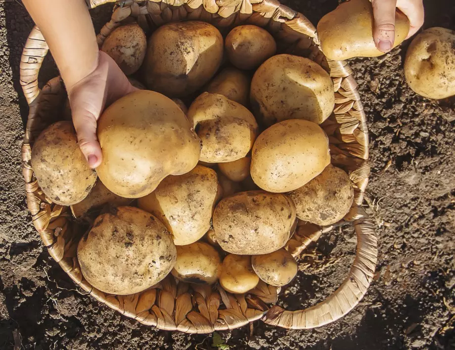 Тайната е в издънките: Ето как да приберете огромна реколта от картофи