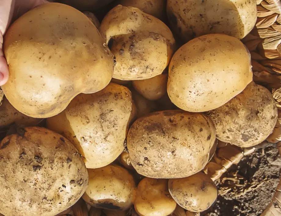 Как да разберете, че е време да приберете картофите