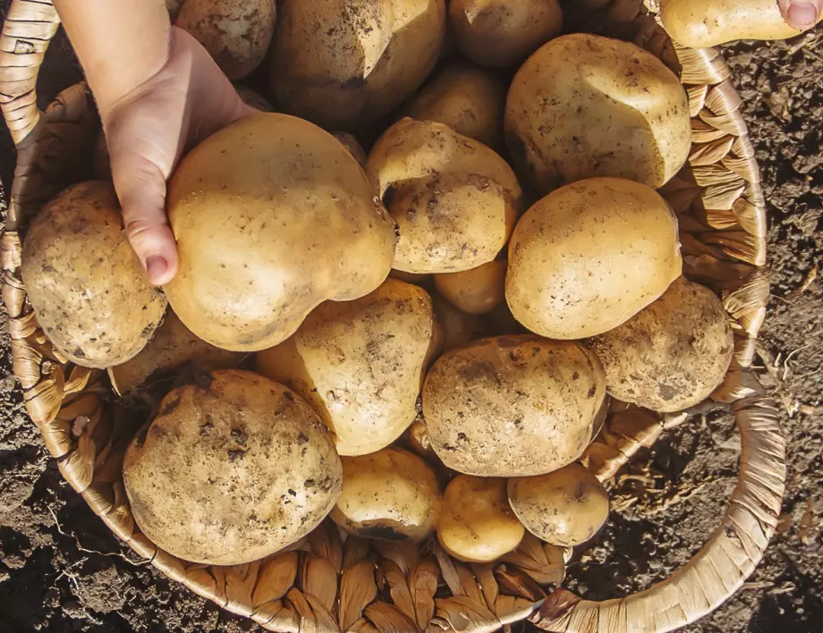 Ако сложите този плод при картофите, те няма да покълнат цяла зима