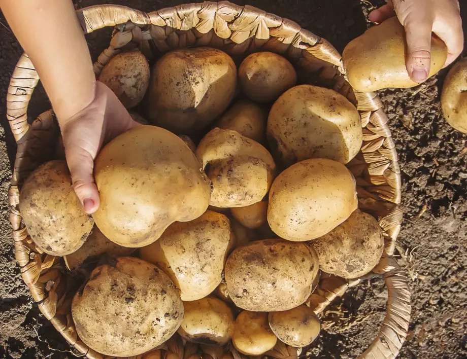 Как от кофа картофи да извадите 10: Съвети за градинари