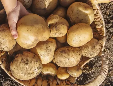 Японски метод за засаждане на картофи - ето как да приберете богата реколта през пръскане и плевене