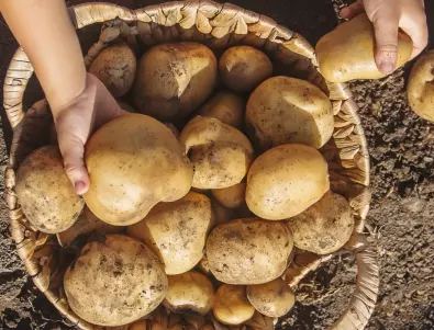 Мързеливо садене на картофи - с по-малко усилия по-богата реколта