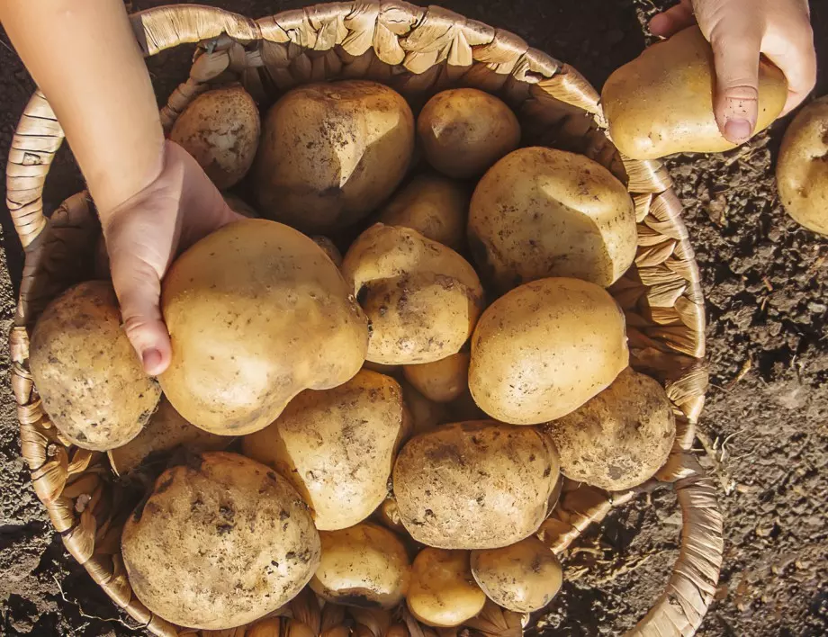 мързеливо садене на картофи