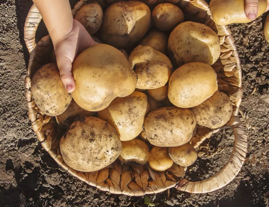 Какво се прави при отглеждане на картофи в чувал - научете триковете