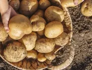 Как да си отгледаме много и чудно вкусни картофи сами с тези 8 градинарски тайни