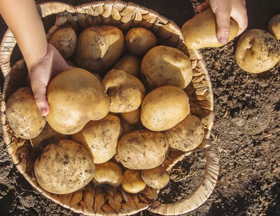 Засяване на картофи: Лесни стъпки за начинаещи градинари