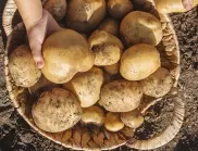 Засадете това между картофите и реколтата им ще ви изненада