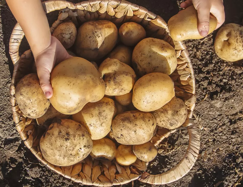 Добрата грижа за картофите след успешно засаждане