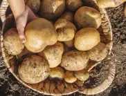 Напръскайте картофите с това и ще спасите реколтата им