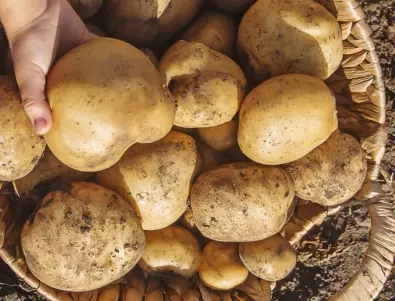4 неща, които трябва да направите с картофите през юли, за да е богата реколтата им