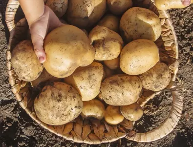 Реколтата на картофите ще се утрои, ако направите това след дъжд или поливане