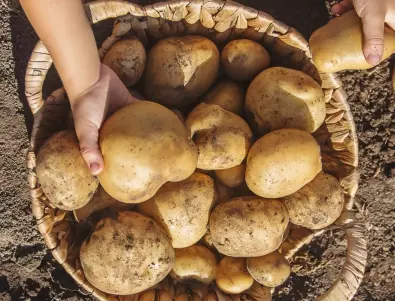 Всеки корен ще даде над 10 кг, ако полеете картофите с ТОВА