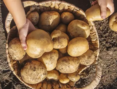 Градинарите споделят: Правилното време за събиране на реколтата от картофи