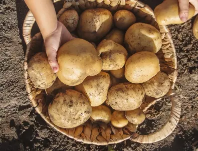 Градинар каза как да съберем 40 кофи картофи само от 20 храста