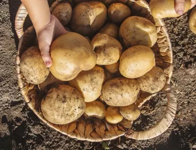 След като приберете картофите, засадете това в градината