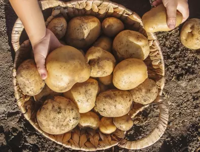 Най-неподходящото време да вадите картофите от градината