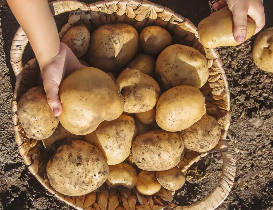 ТАЗИ есен направете това и следващата година реколтата ви от картофи ще е гигантска