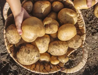Засаждане на картофи през март - ето какво трябва да знае всеки градинар