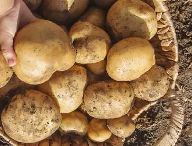 Засаждане на картофи - сложете това в дупката, за да е богата реколтата