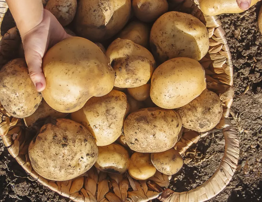 Как да защитите картофите от колорадски бръмбар - методите, които работят