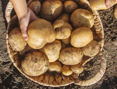 Хълмиране на картофите - кога НЕ трябва да се прави 