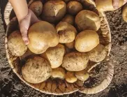 Какво трябва да засадите между картофите за богата реколта