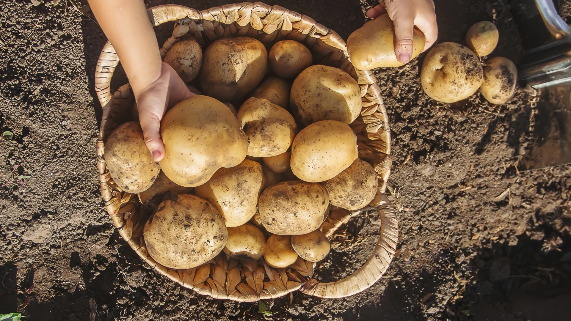 Торене на картофите след поникване - ето как се прави