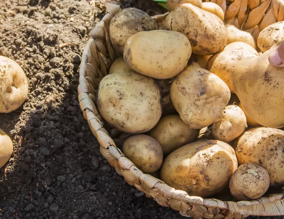 Само за мързеливи градинари: Засадете картофите по този метод и реколтата им ще е 2 пъти по-богата